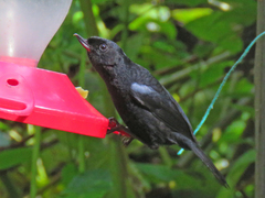 Diglossa lafresnayii