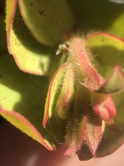 Arctostaphylos refugioensis