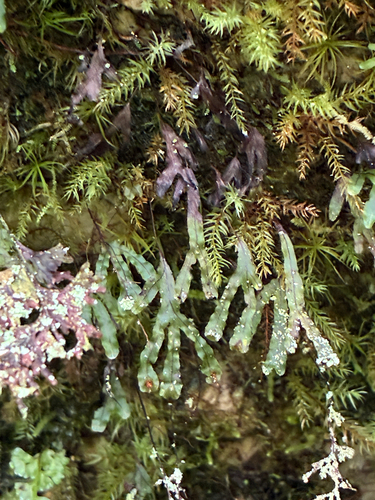 Hymenophyllum digitatum observed 2025-06-10