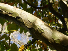 Pseudocydonia sinensis