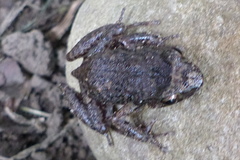 Eleutherodactylus planirostris