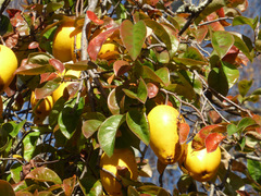 Pseudocydonia sinensis