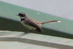 Rhipidura nigritorquis