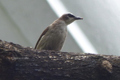 Pycnonotus goiavier