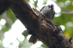 Pycnonotus goiavier