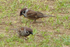 Passer montanus