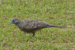 Geopelia striata
