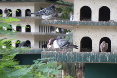 Columba livia domestica