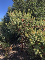 Arctostaphylos refugioensis
