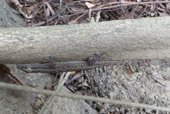 Hemidactylus frenatus