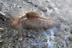 Lepidoptera