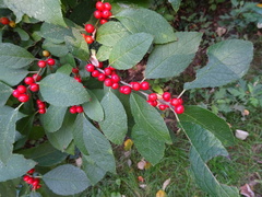 Ilex verticillata
