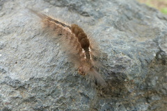 Lepidoptera