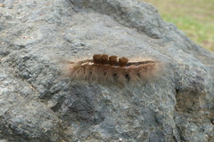 Lepidoptera