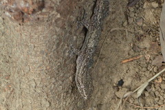 Hemidactylus frenatus