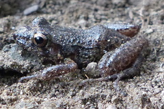 Eleutherodactylus planirostris