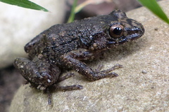 Eleutherodactylus planirostris