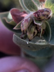 Arctostaphylos refugioensis