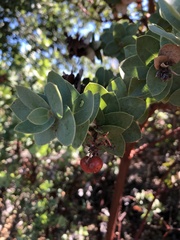 Arctostaphylos refugioensis
