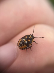 Eurydema