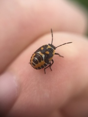 Eurydema