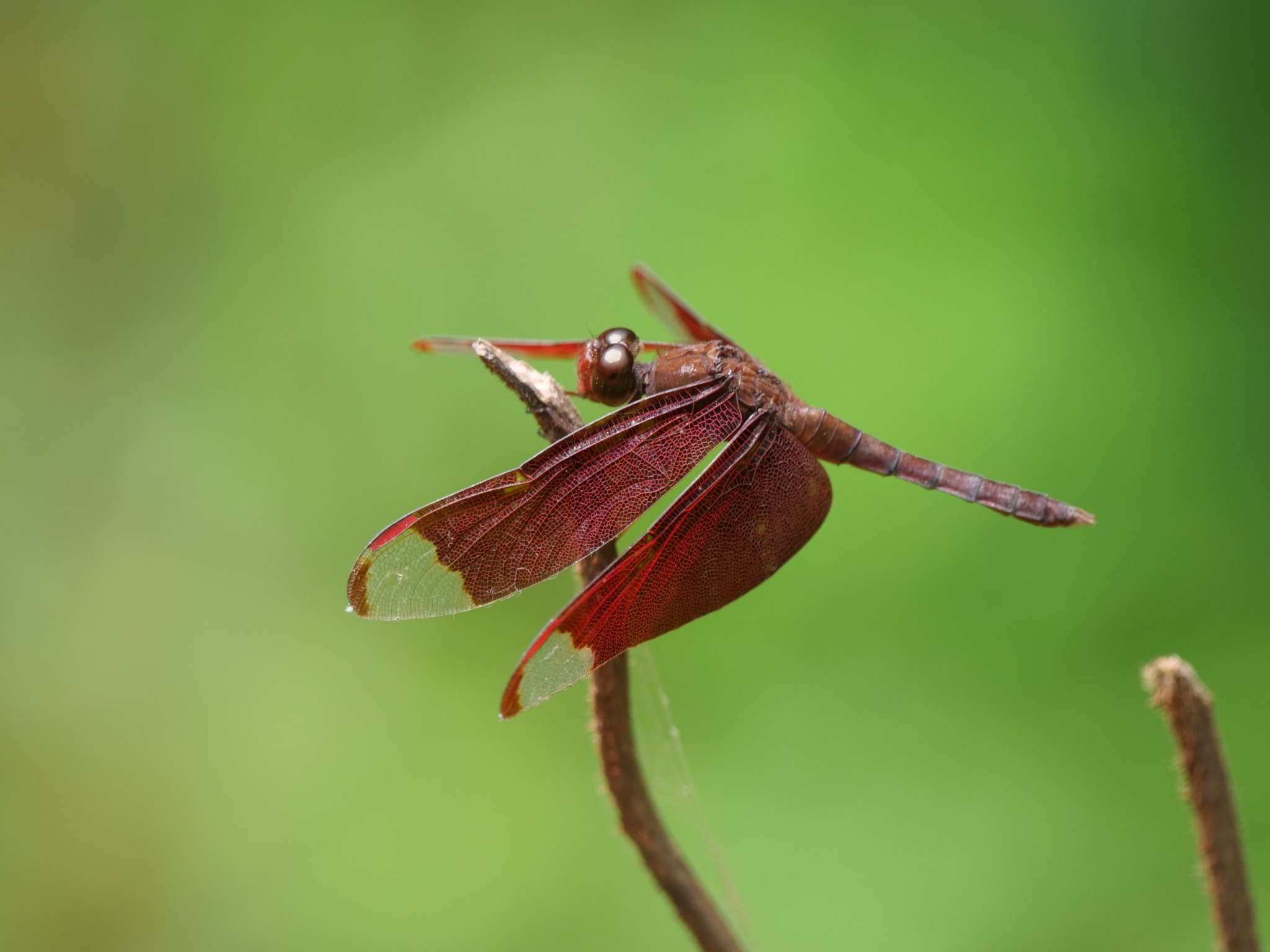 Fulvous Forest Skimmer