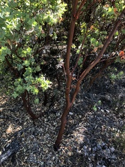 Arctostaphylos refugioensis