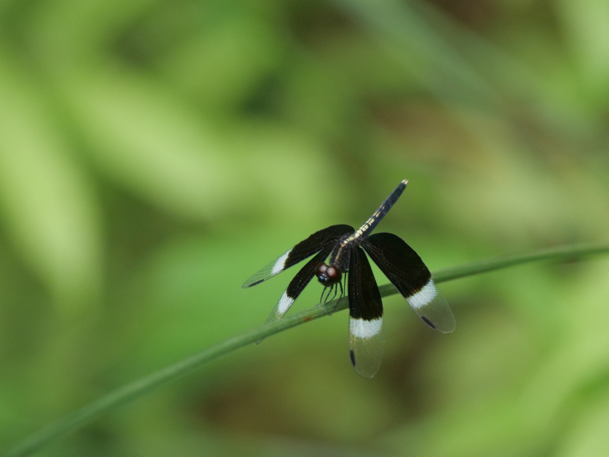 Pied Paddy Skimmer
