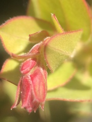 Arctostaphylos refugioensis