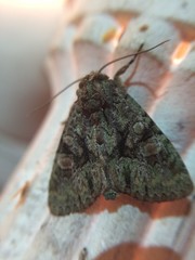 Phosphila miselioides