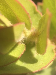 Arctostaphylos refugioensis