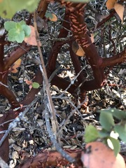 Arctostaphylos refugioensis