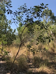 Acacia holosericea