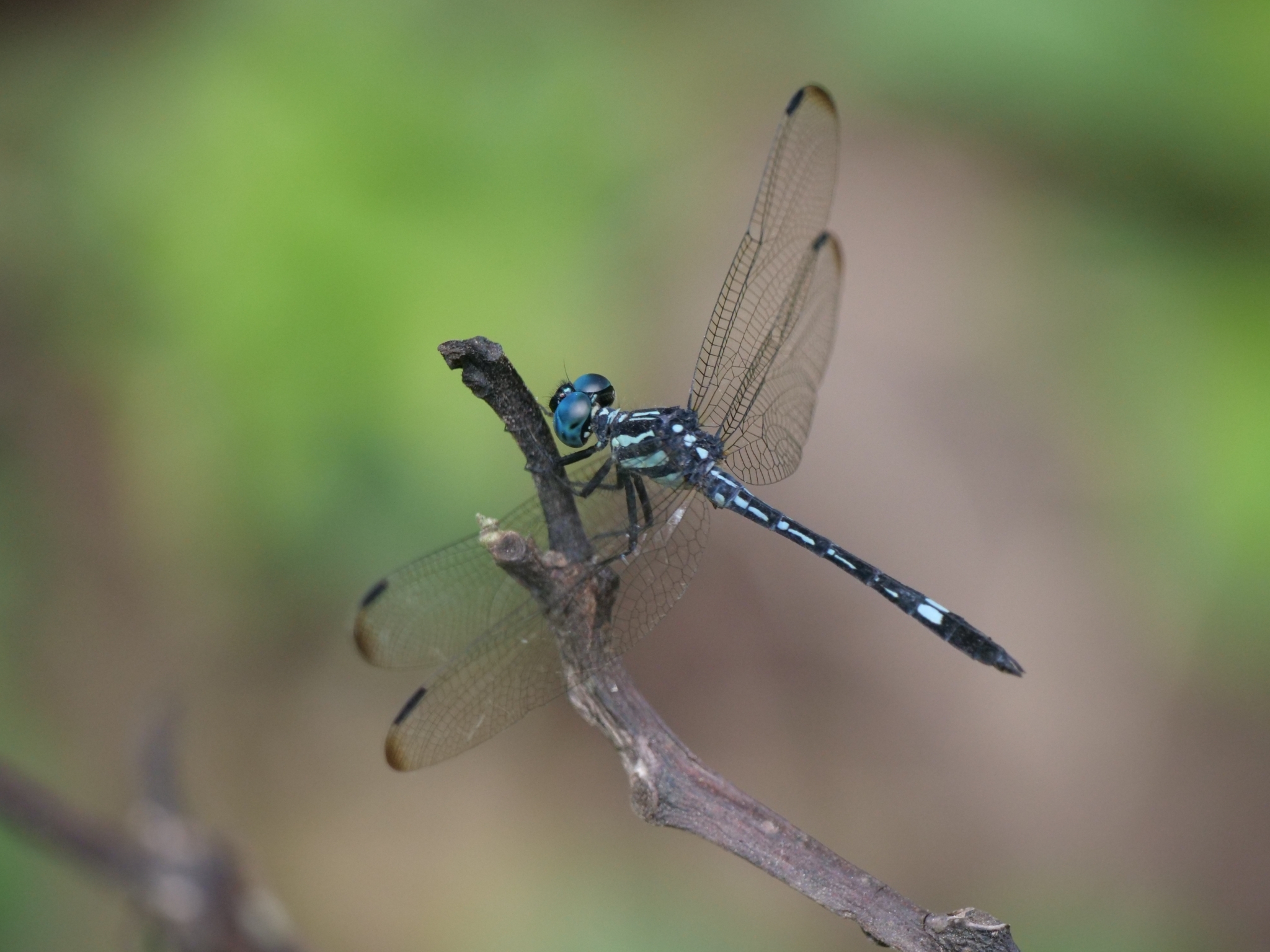 Blue Hawklet