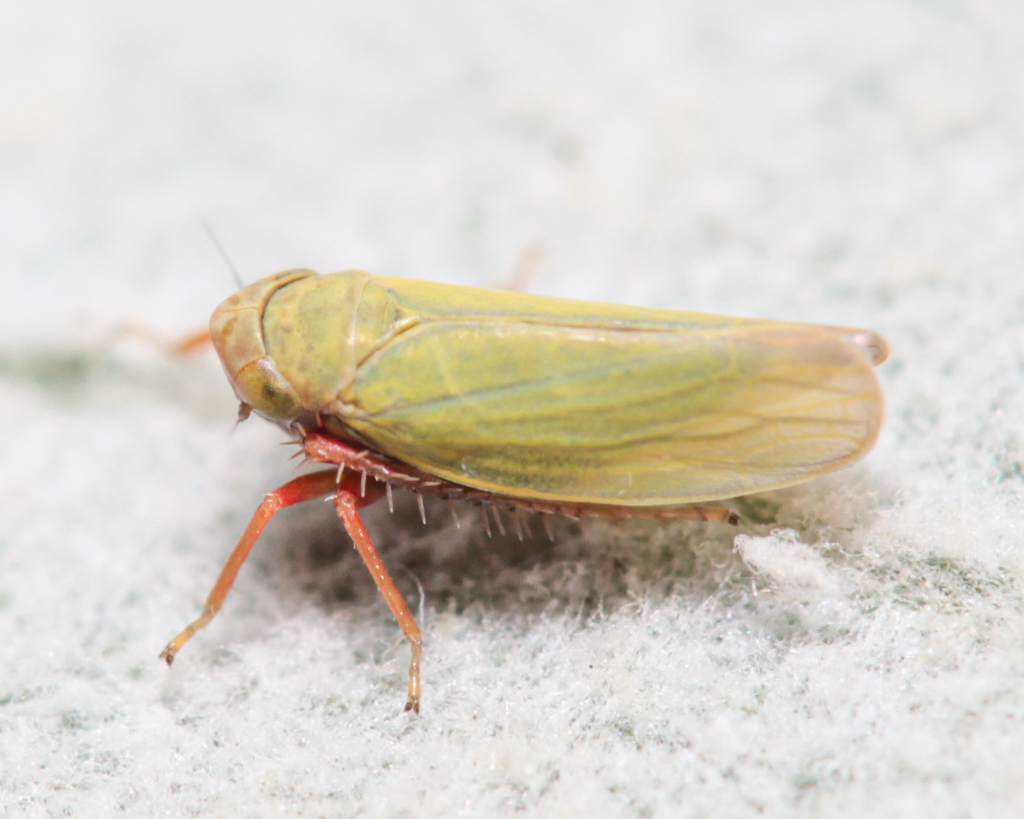 Erythria aureola