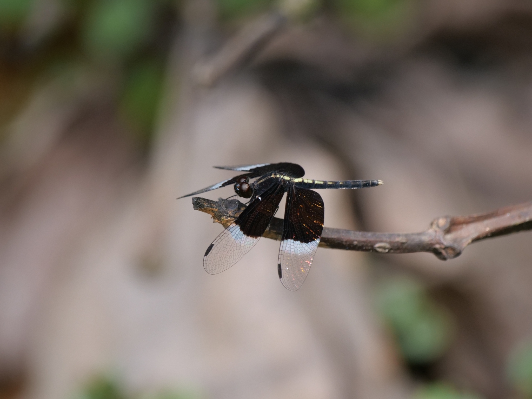 Pied Paddy Skimmer