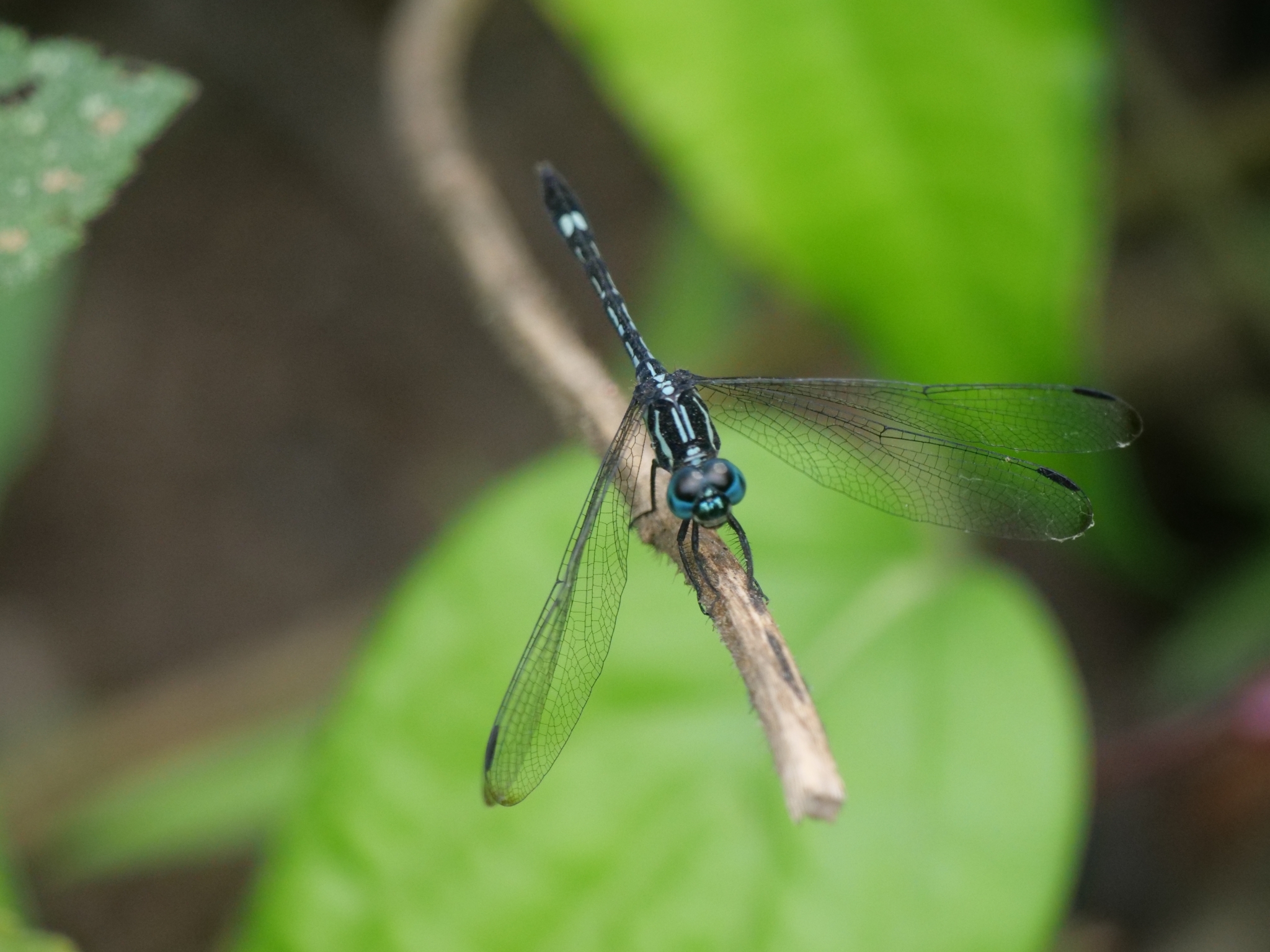Blue Hawklet