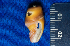 Atrimitra idae