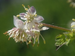 Thalictrum sparsiflorum