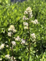 Thalictrum sparsiflorum