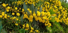Acacia brachybotrya