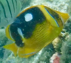 Chaetodon quadrimaculatus