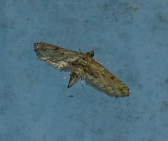 Sufetula