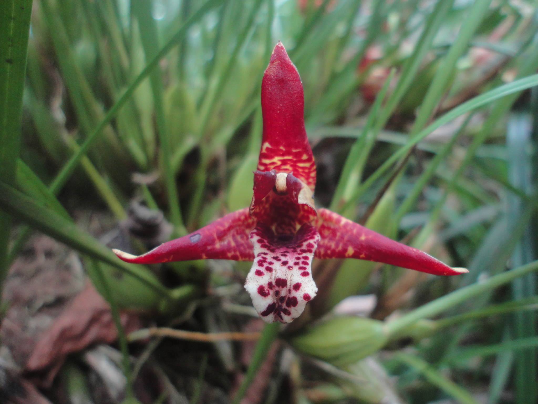 Orquídea Coco (Maxillaria tenuifolia) · iNaturalist Ecuador