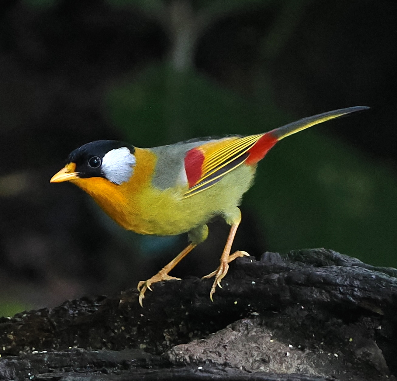 Silver-eared Mesia