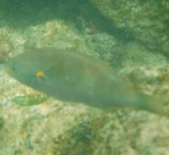 Stethojulis balteata