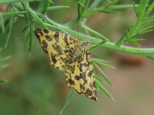 Speckled Yellow, Rheden, Nederland, photo 4 of 10