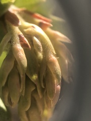 Arctostaphylos refugioensis