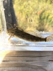 Cottus beldingii