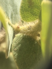 Arctostaphylos refugioensis
